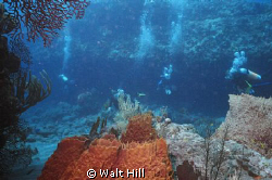 Cozumel - Palanchar Breaks by Walt Hill 